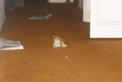 Hugeass Fucking Frog